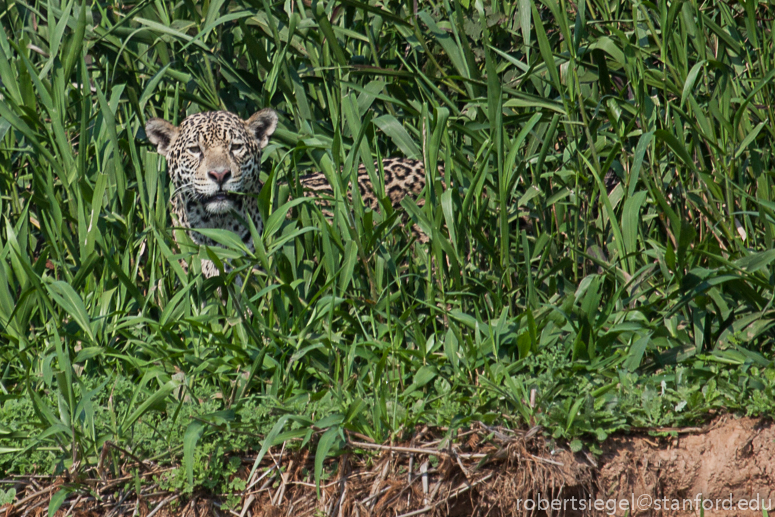 jaguar in the grass
